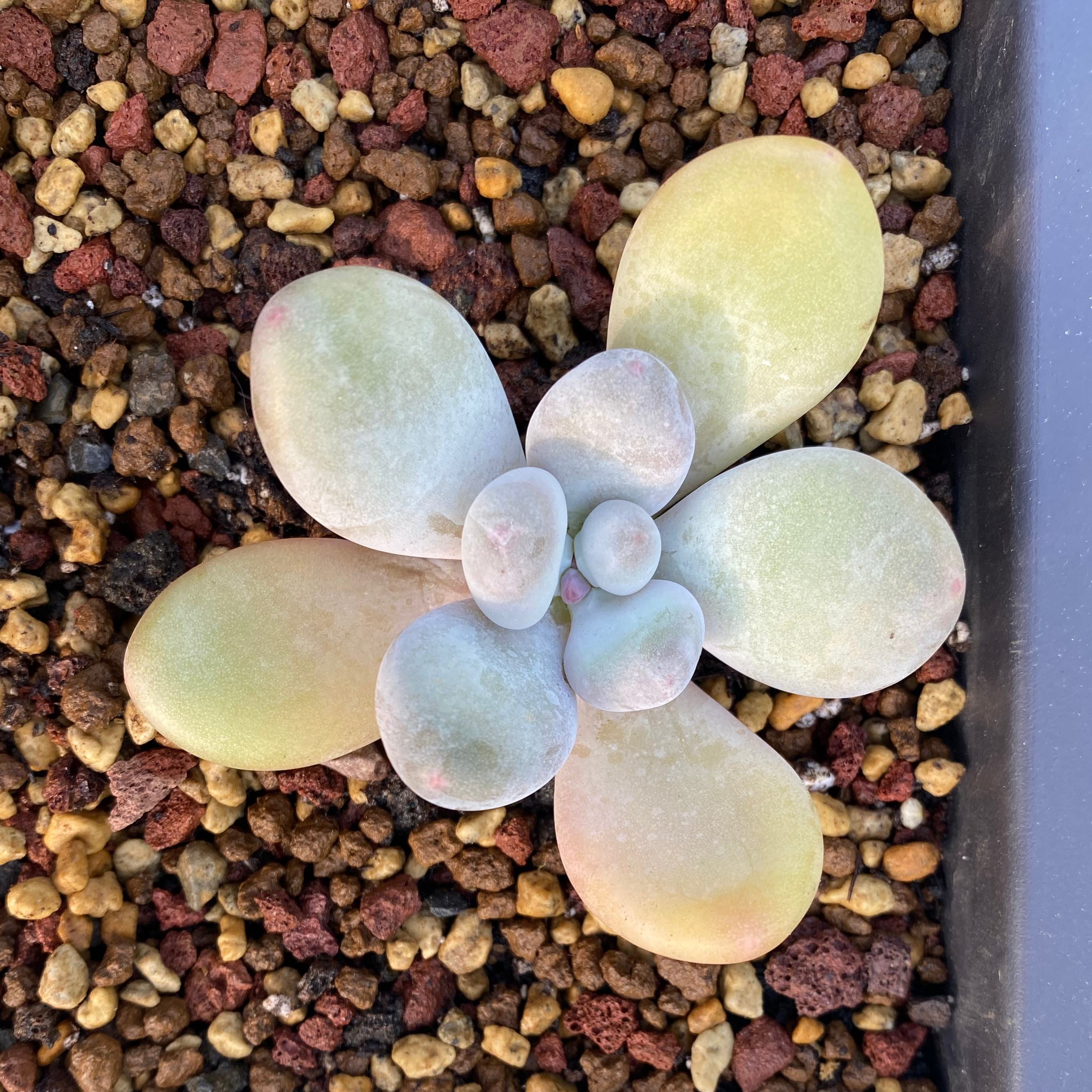 Photo of the plant species Moonstone by @HopefulRoselle named Blue Haze on Greg, the plant care app