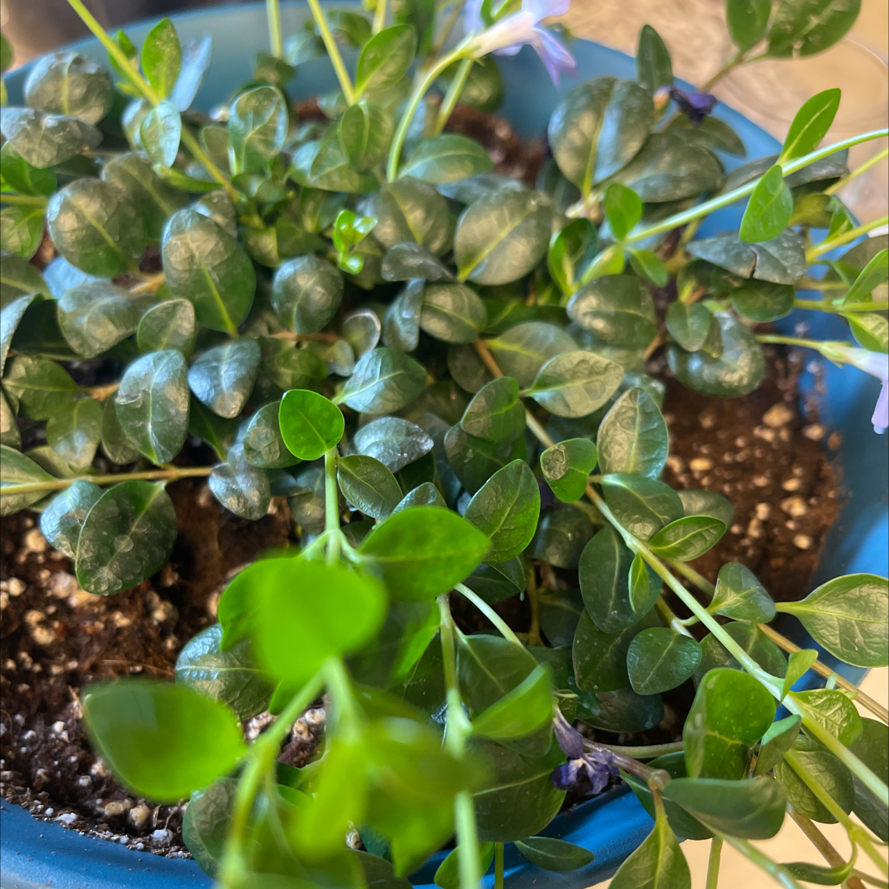 Lesser Periwinkle plant in a blue pot with green leaves and some flowers.