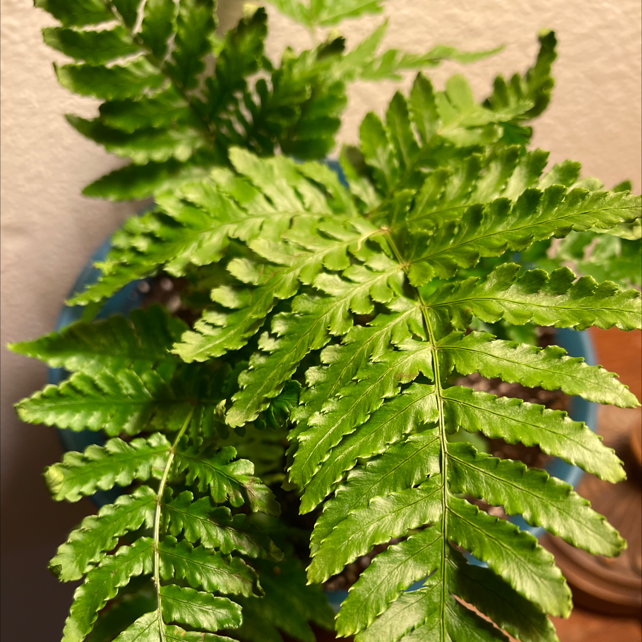 Healthy Autumn Fern with vibrant green fronds in a pot.
