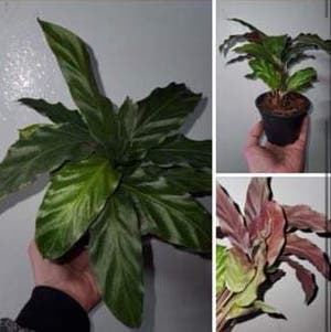 Furry Feather Calathea plant photo by @Korribus named Frank on Greg, the plant care app.