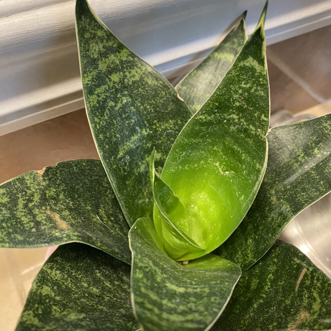 Black Robusta Snake Plant with dark green, variegated leaves, appearing healthy.