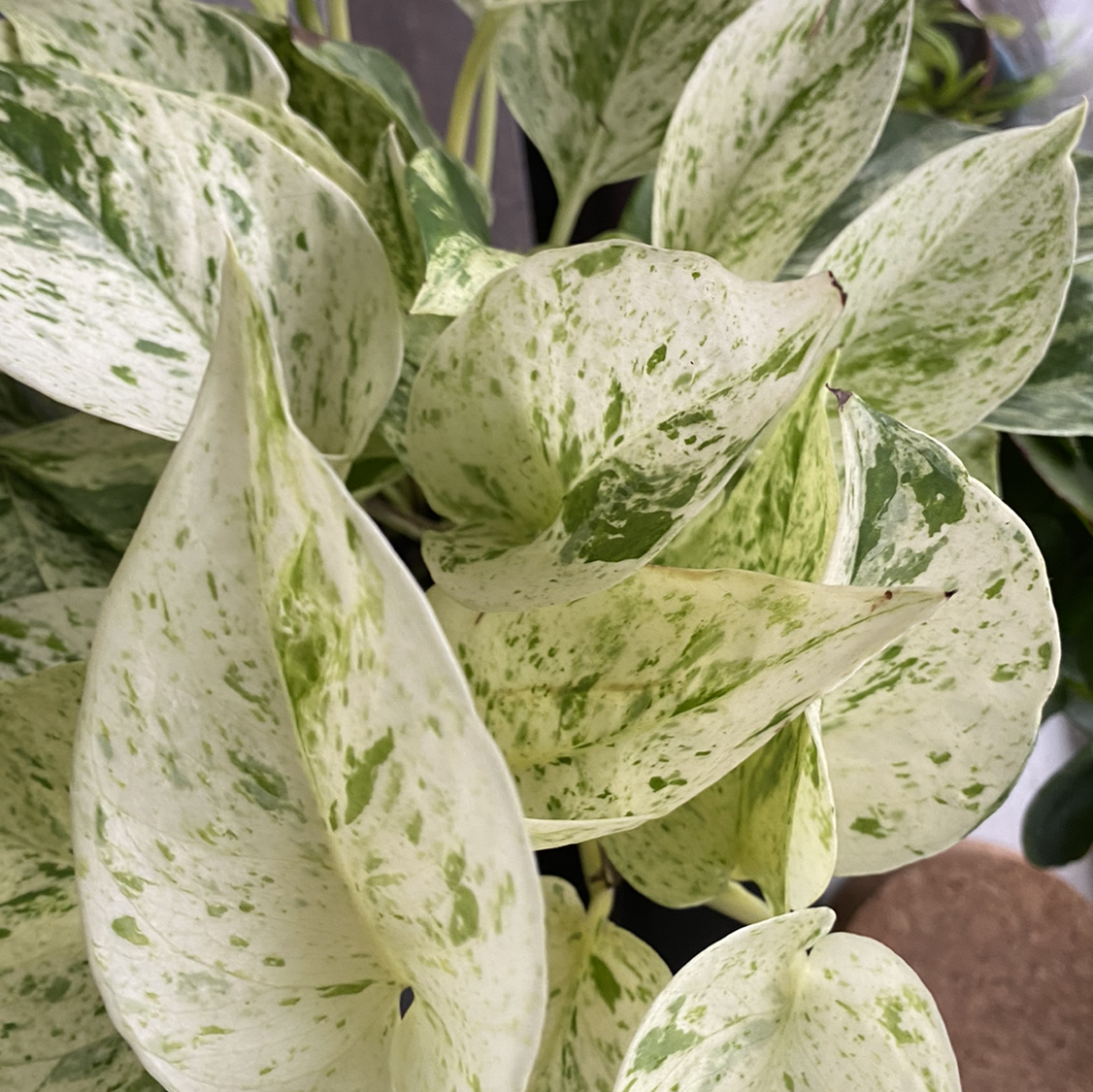 Snow Queen Pothos with variegated leaves, healthy and well-framed.
