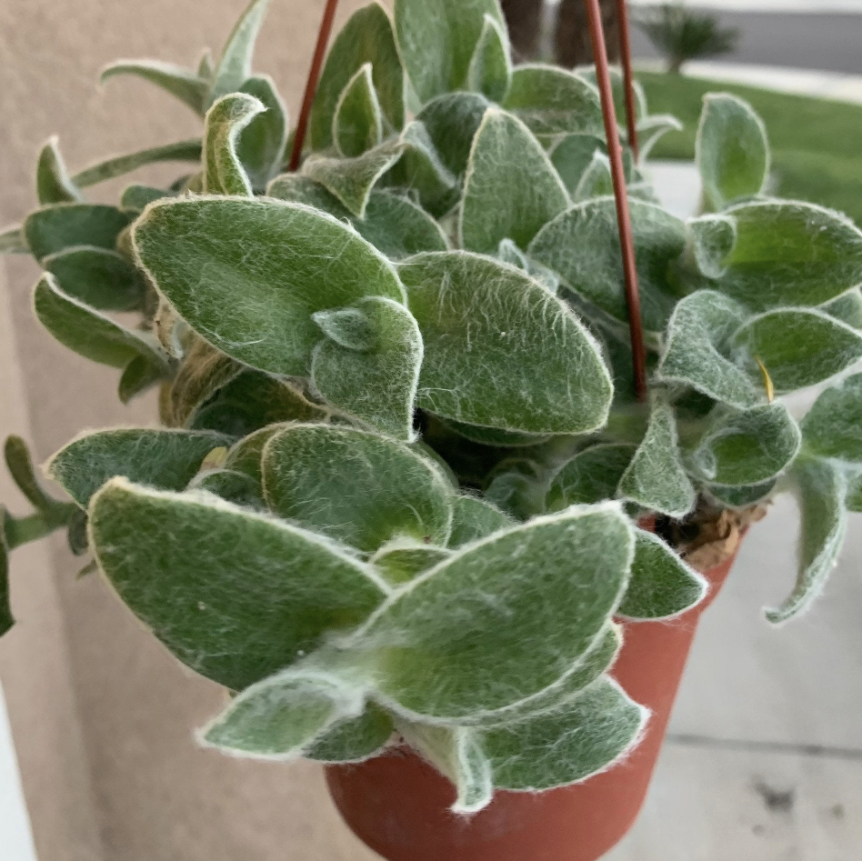Photo of the plant species White Velvet by @Korribus named Aviv on Greg, the plant care app