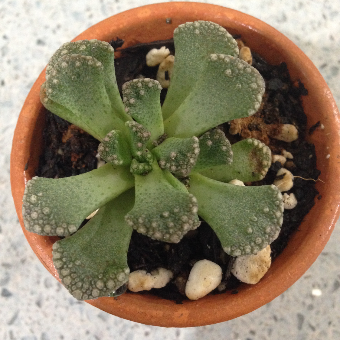 Concrete Leaf Living Stone succulent in a terracotta pot with visible soil and white pebbles.