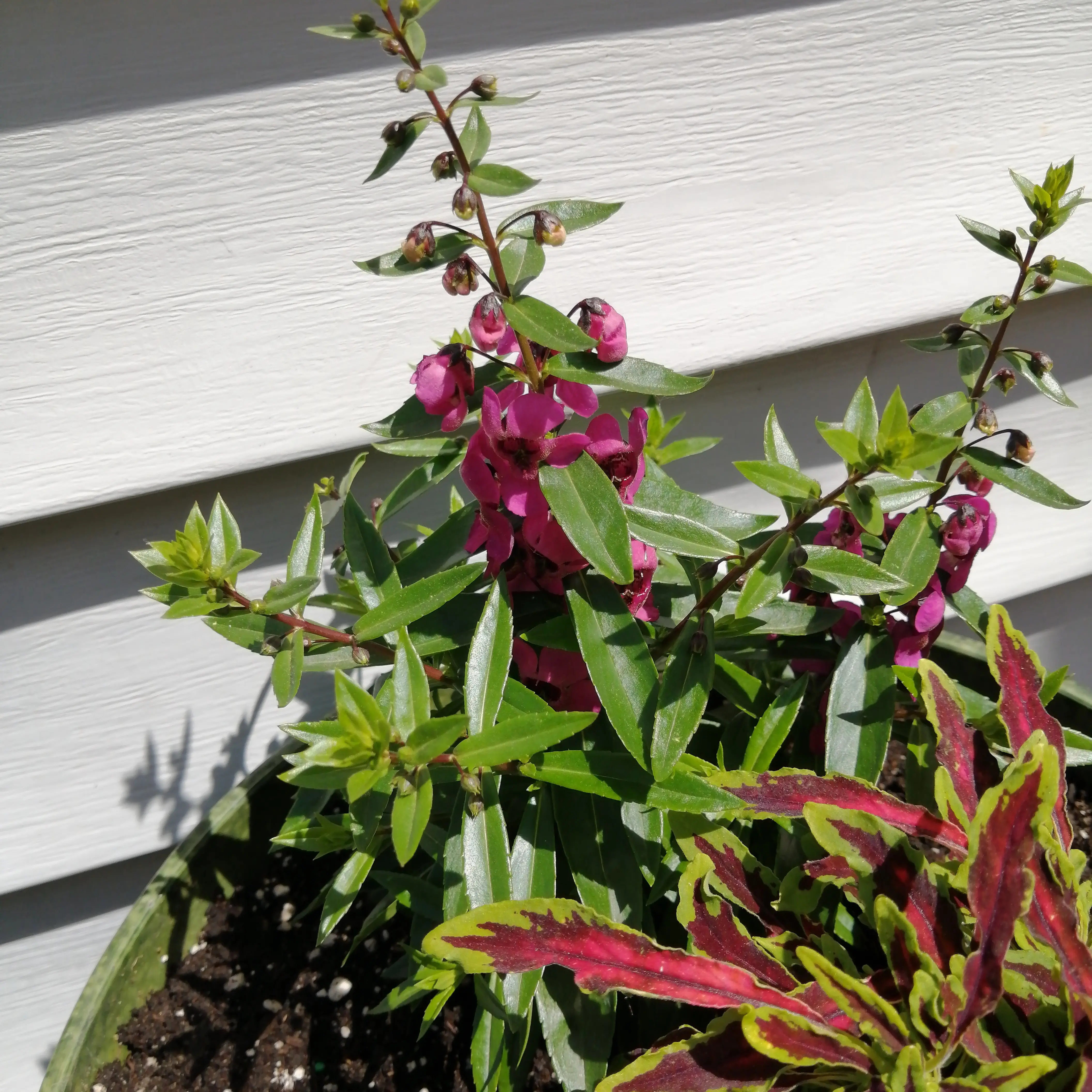 Photo of the plant species Angelonia 'Serenita Purple' by @wackywonker101 named Angelonia Snapdragon on Greg, the plant care app