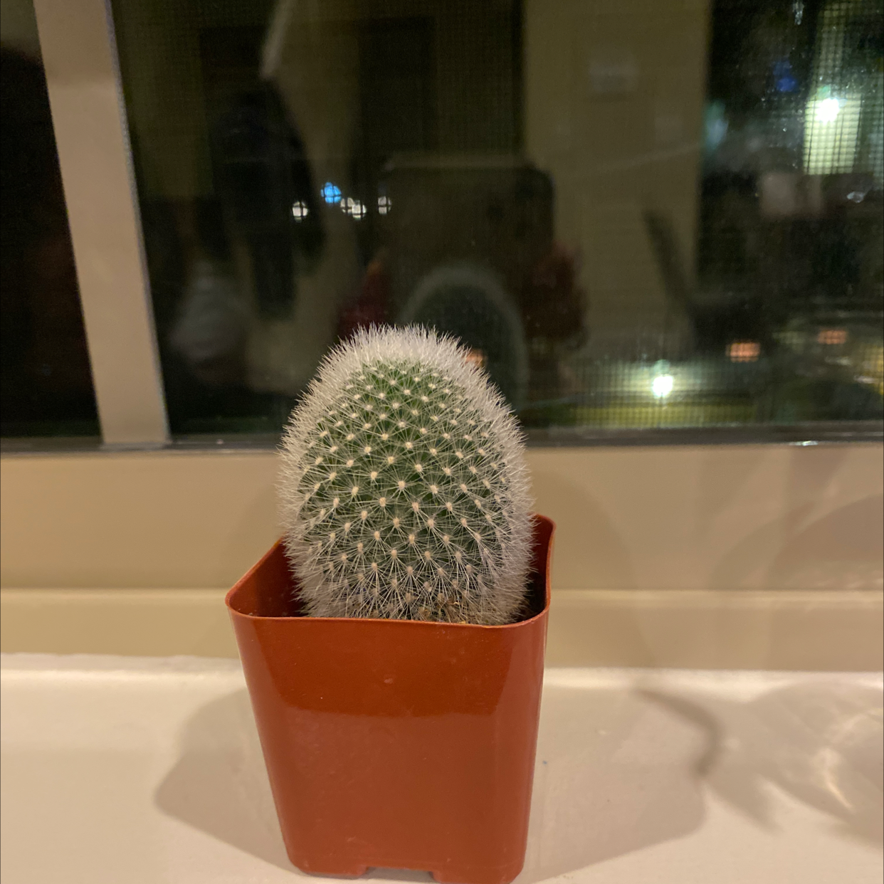 Photo of the plant species Twin Spined Cactus by @1022charlotte named Rachel ball on Greg, the plant care app