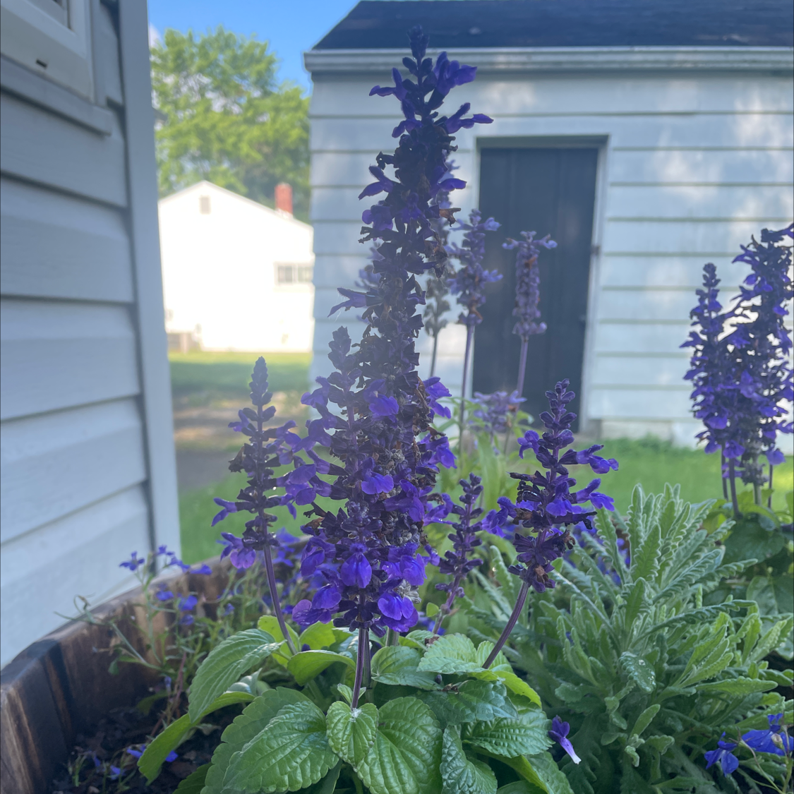 Mealycup Sage plant with vibrant purple flowers in a garden setting.