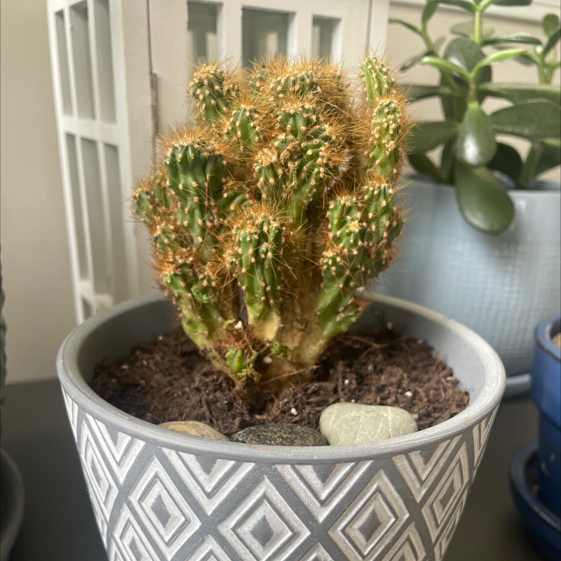 Lady-Finger Hedgehog Cactus in a decorative pot with visible soil and no signs of distress.