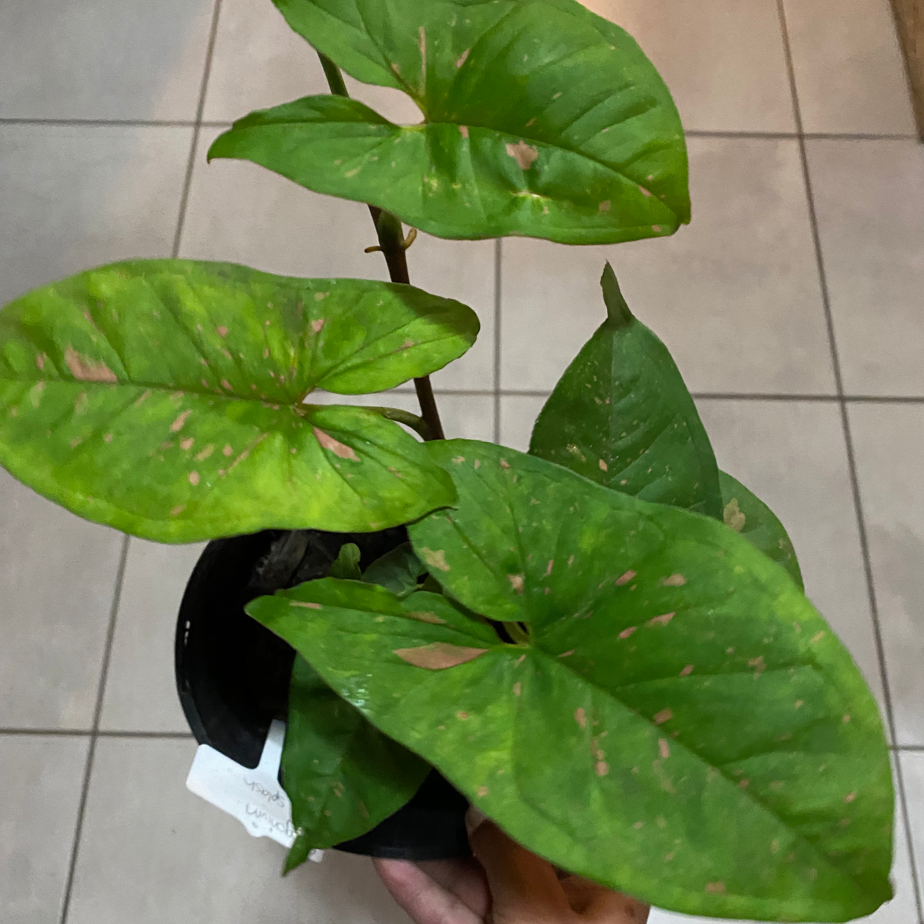Syngonium 'Pink Spot' plant with some browning leaves, potted, and partially visible soil.