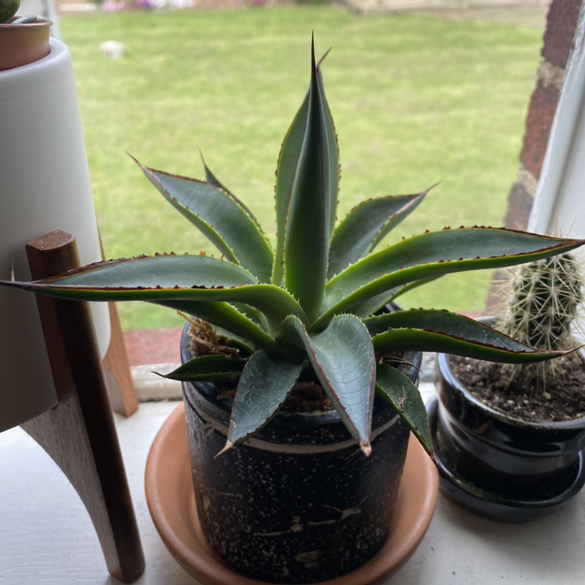 Healthy young century plant (agave) in black pot, thick blue-green pointed leaves, no disease signs, well-draining soil visible.