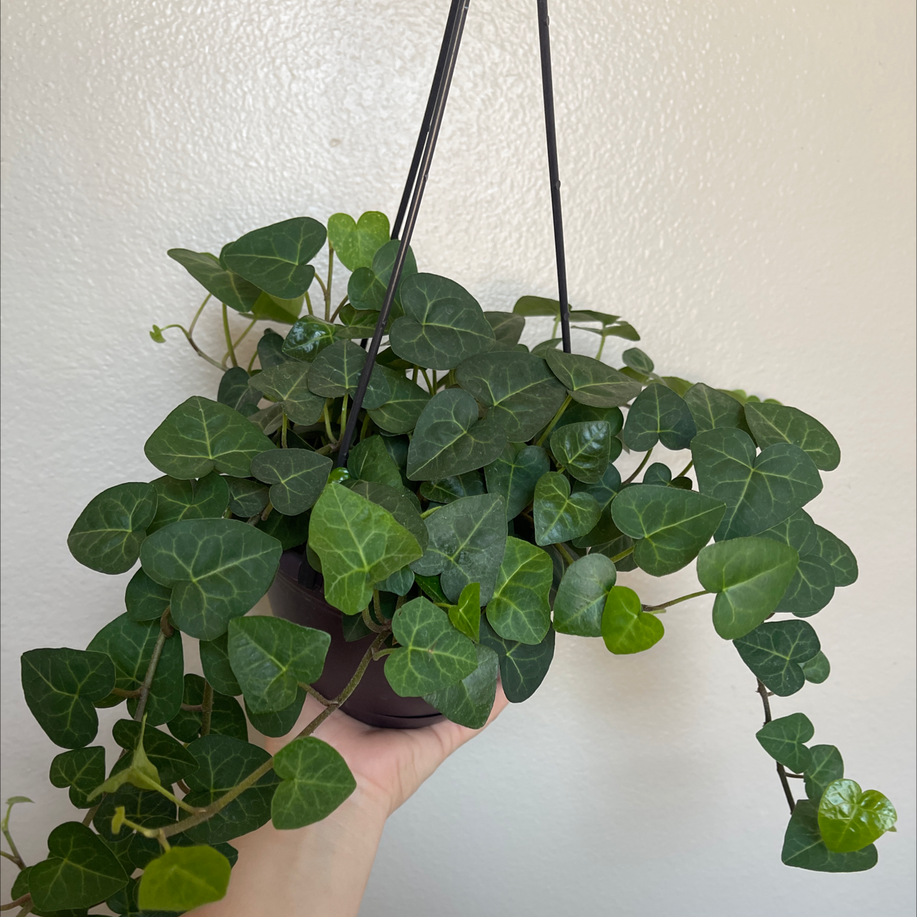 Healthy Canarian Ivy plant in a hanging pot, held by a hand.