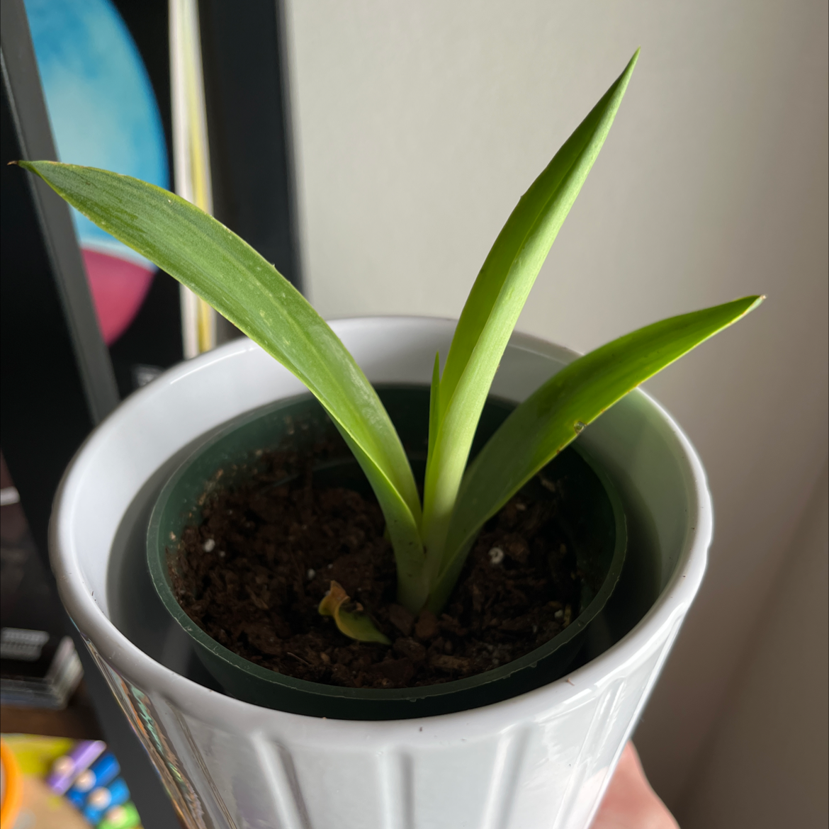 Photo of the plant species Agave mitis 'Multicolor' by @magicalmagnolia named Fang on Greg, the plant care app