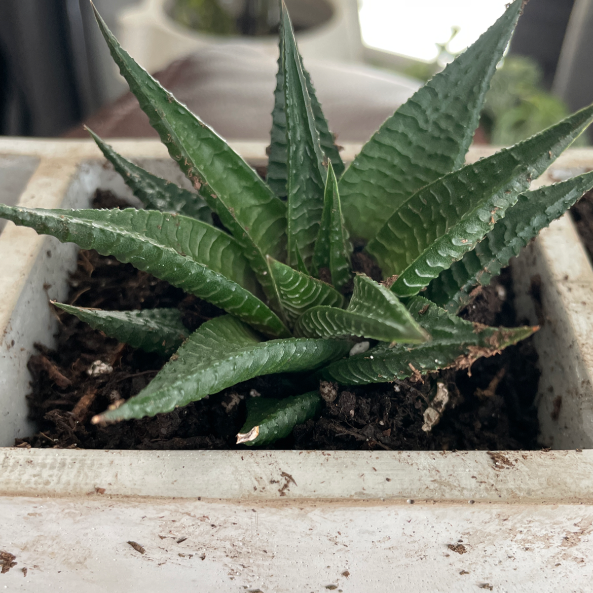 Photo of the plant species Fairy Washboard by @chvought named Nemo on Greg, the plant care app