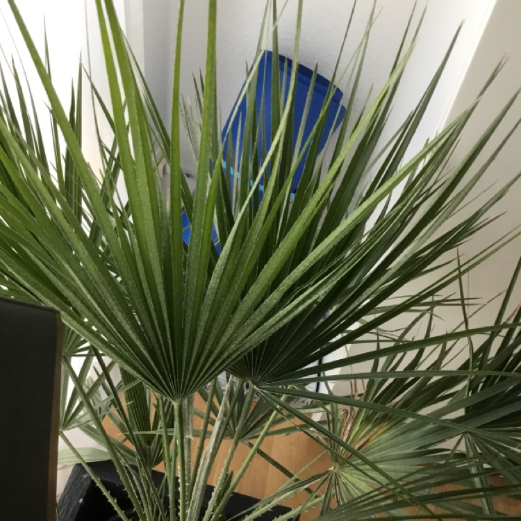 European Fan Palm with healthy green fronds indoors.