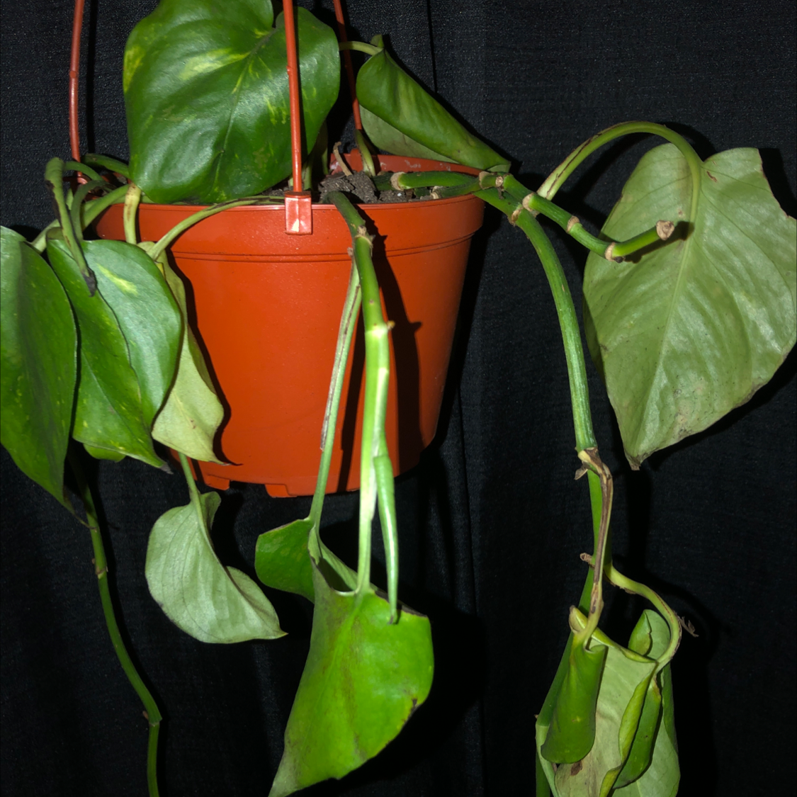 Taro Vine plant photo by @Fukitman named Poison Ivy on Greg, the plant care app.
