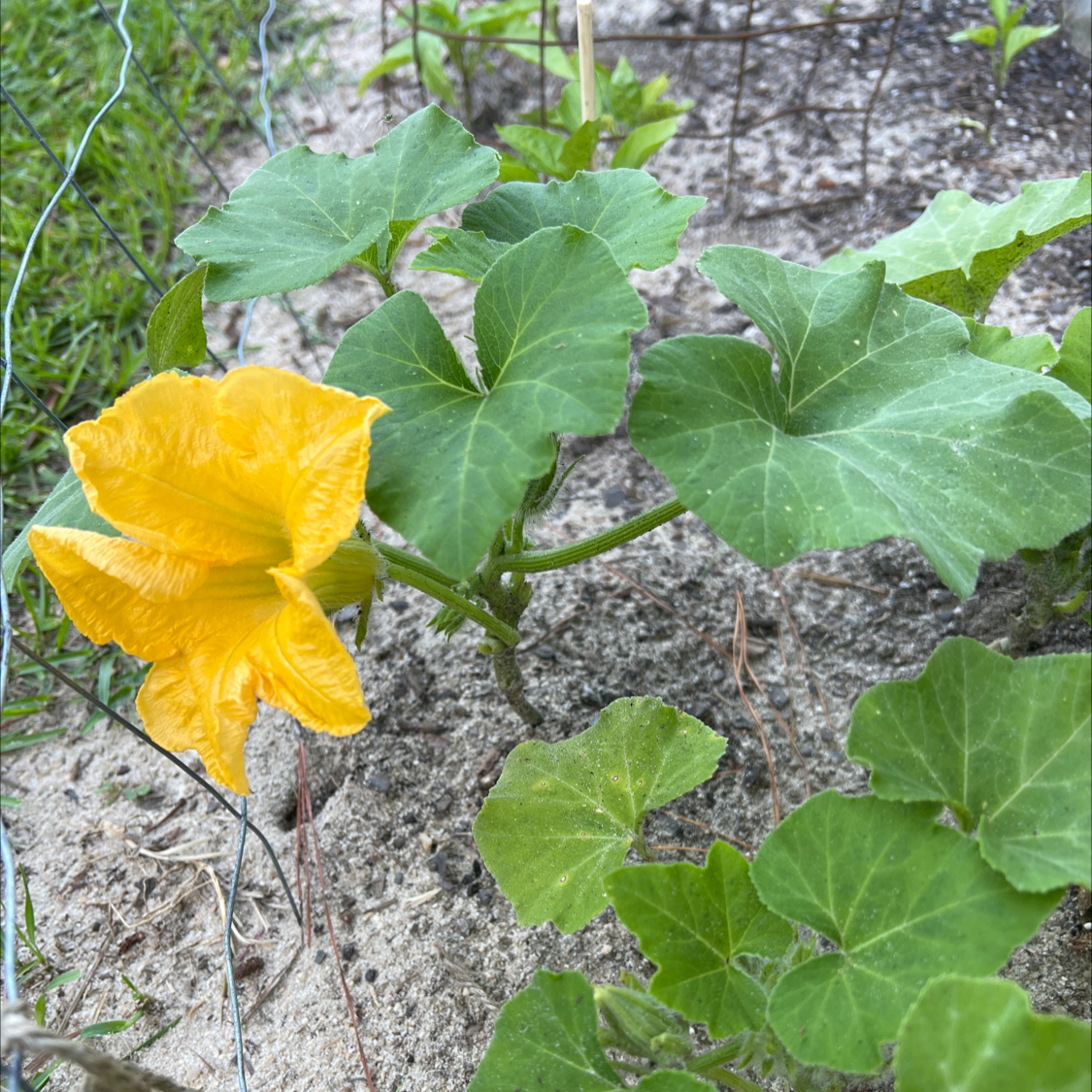 Butternut Pumpkin plant with green leaves and a yellow flower, growing in sandy soil.