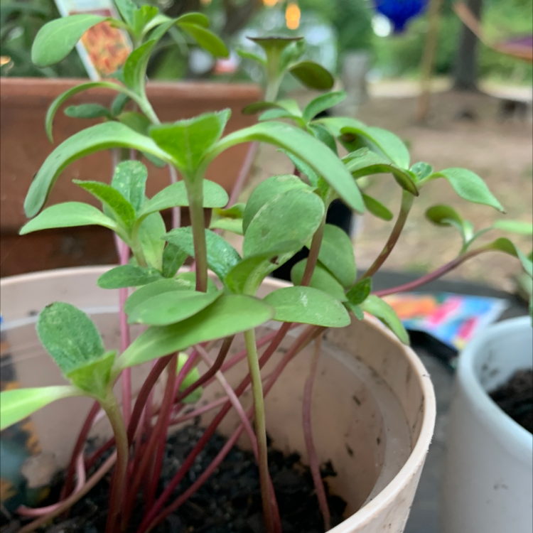 Photo of the plant species Evening Sun Sunflower by @YoungBonsi named Mixed emotions on Greg, the plant care app