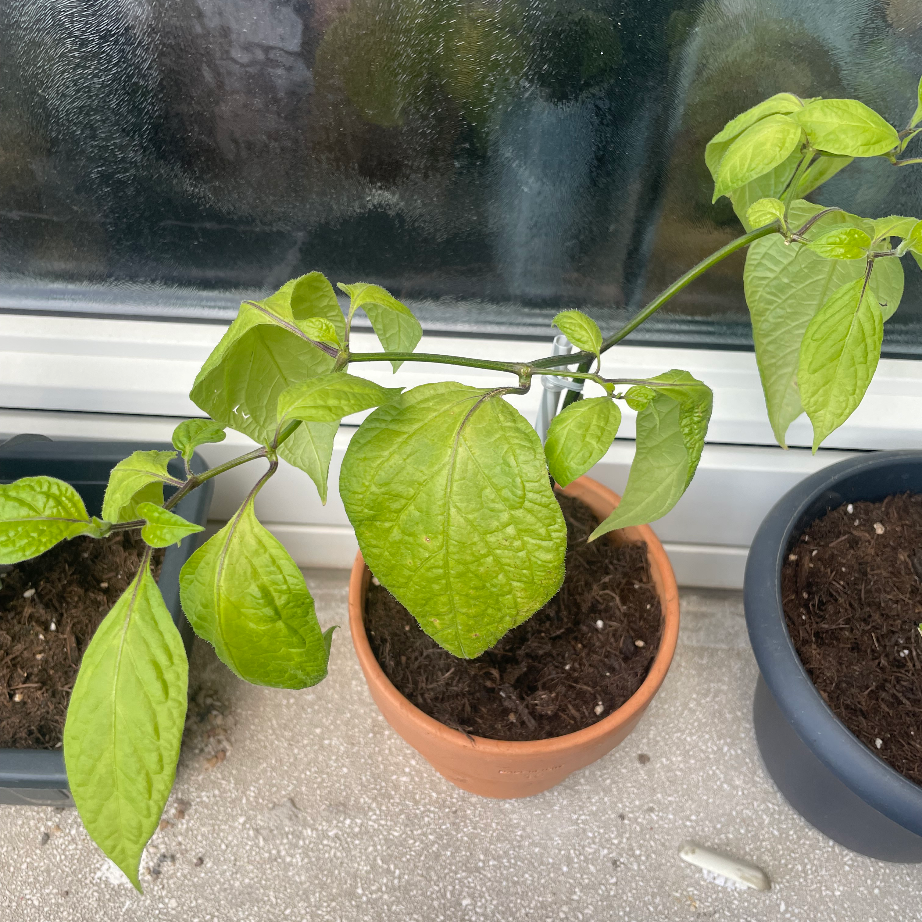 Photo of the plant species Manzano Red Chilli by @Marvelousplants named Roco on Greg, the plant care app