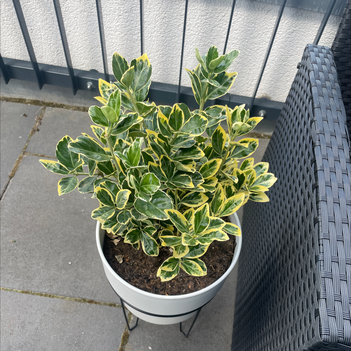 Potted Japanese Spindle plant with variegated leaves, healthy and well-framed.