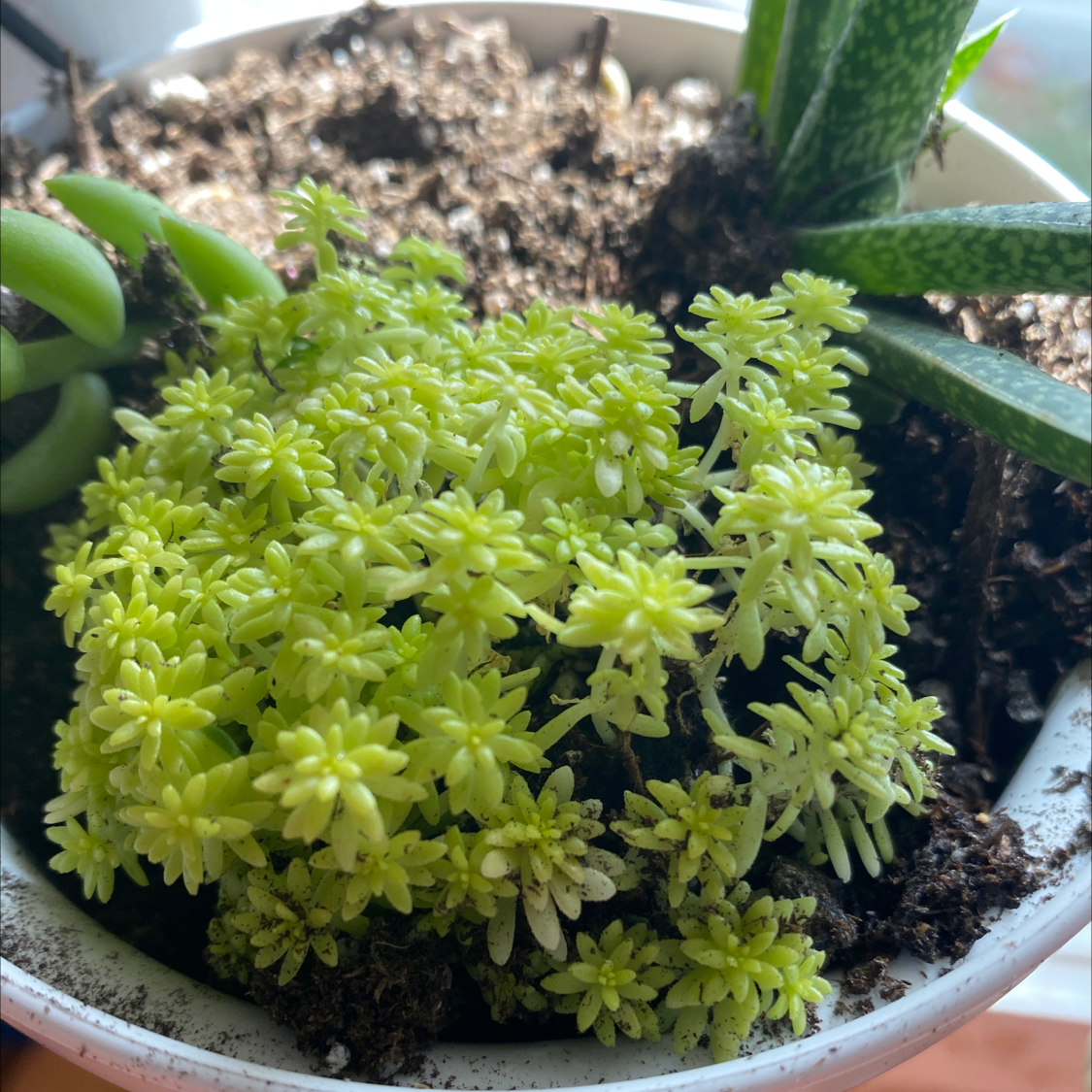 Spanish Stonecrop plant in a pot with visible soil and vibrant green foliage.