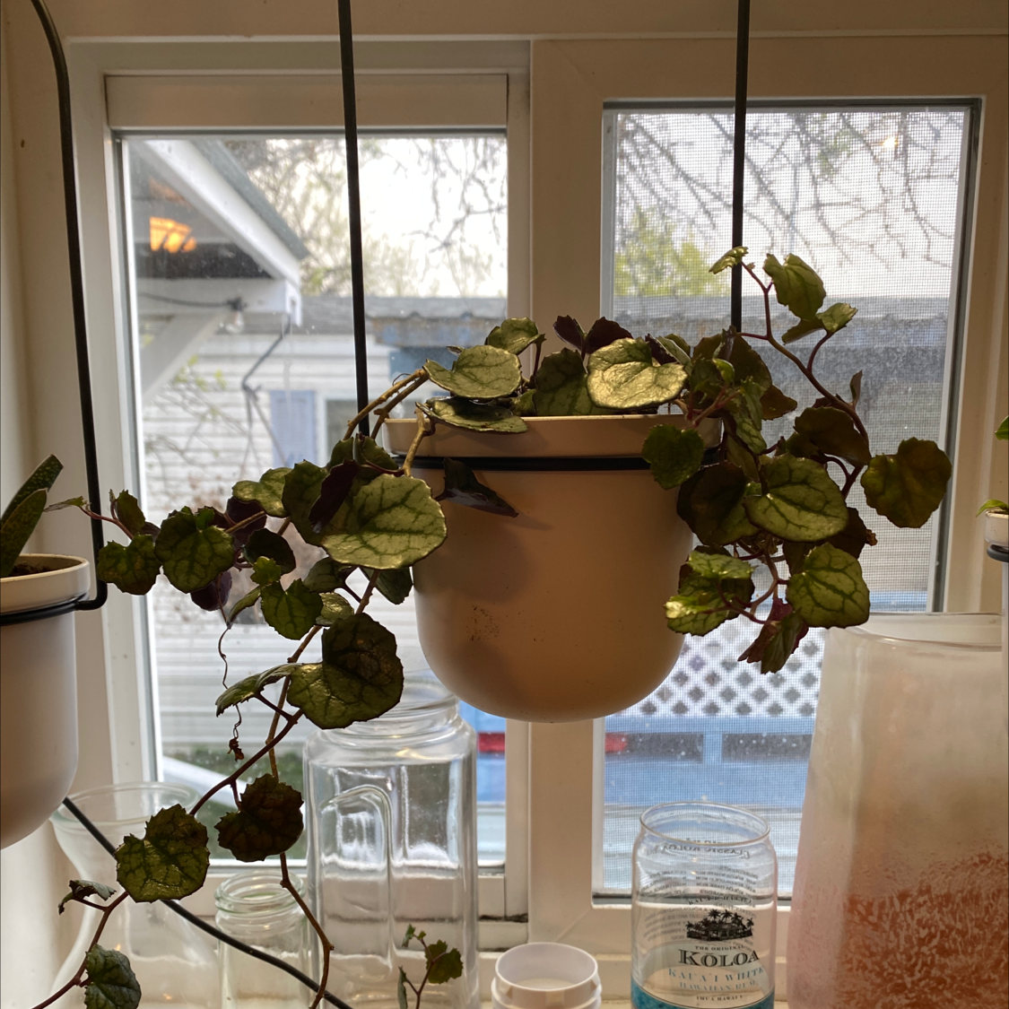 Photo of the plant species Byrony-leaved Flowering Ivy by @SacredBogarum named Bigleef Smalls on Greg, the plant care app