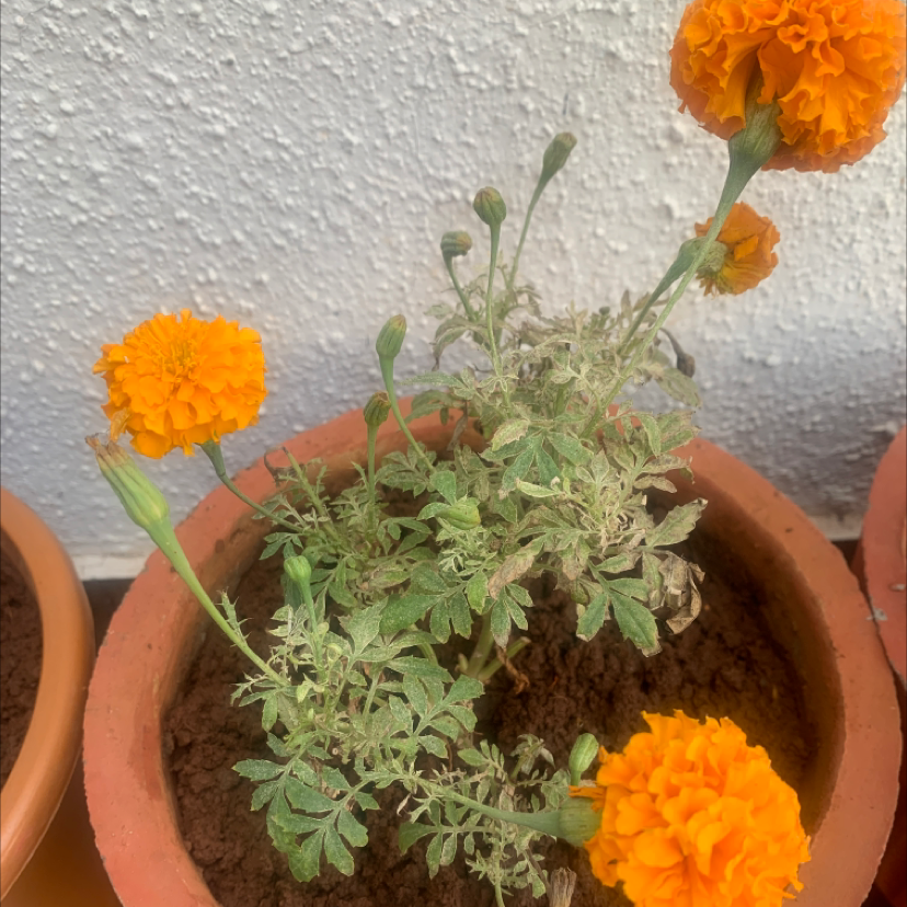 African Marigold is Toxic To Cats 🐈