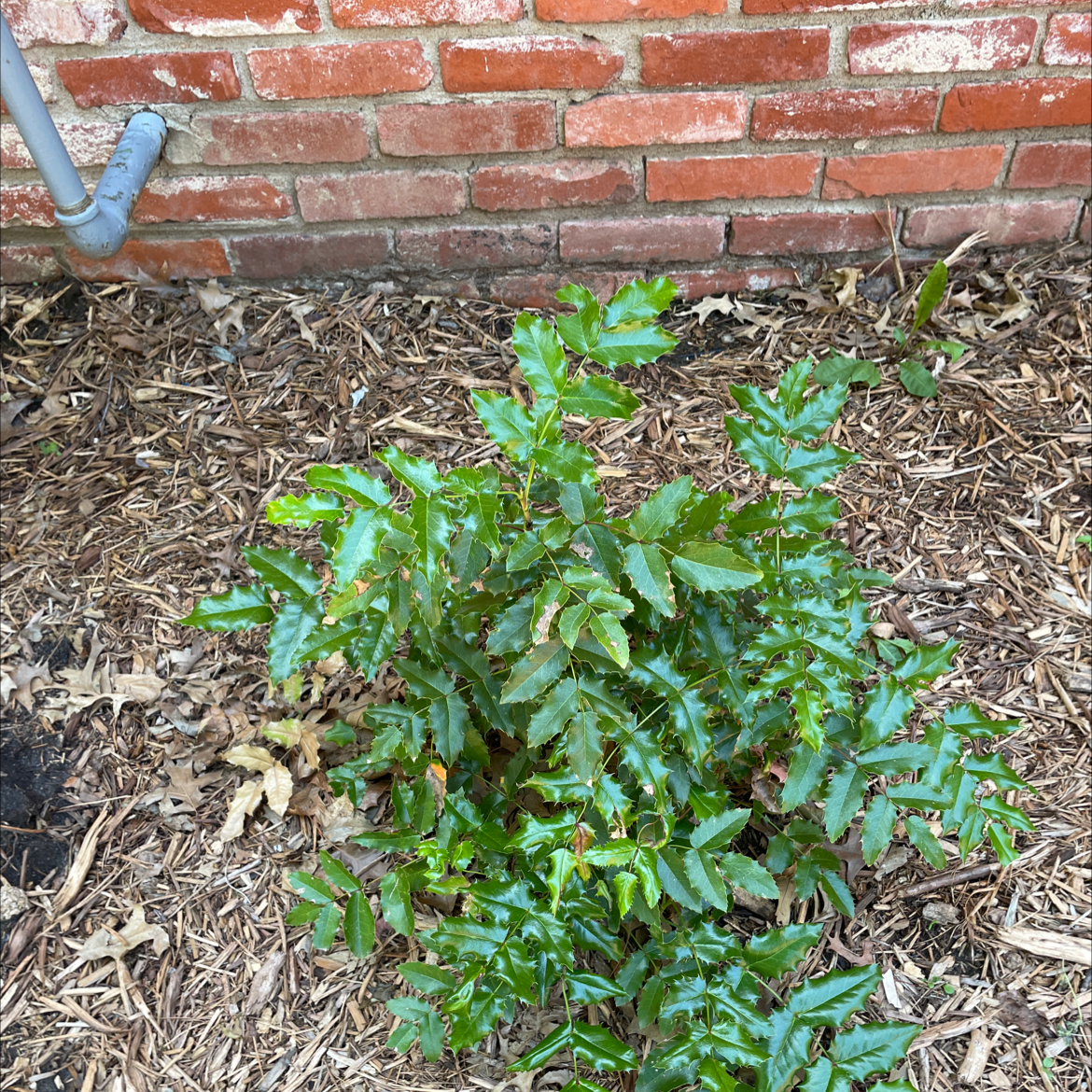 Photo of the plant species Oregon grape by @PleasantMedeola named Holly on Greg, the plant care app