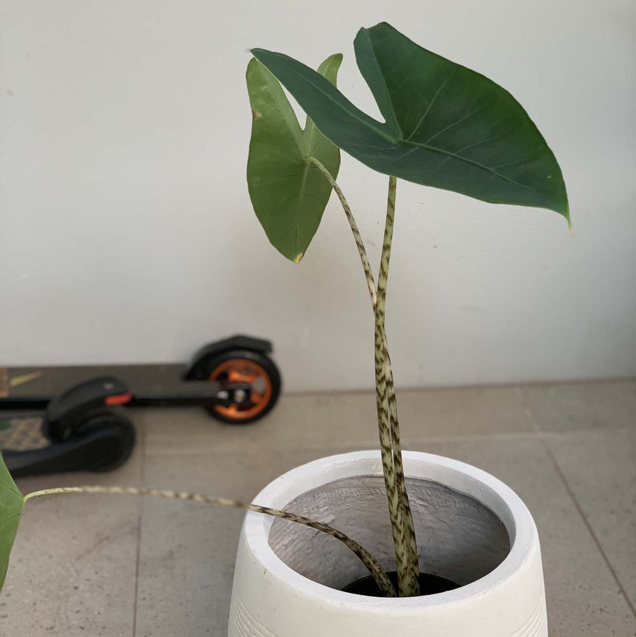 Potted Zebra Elephant Ear plant with green leaves and zebra-patterned stems.