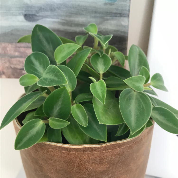 Photo of the plant species Teardrop Peperomia by Mary named Harper on Greg, the plant care app