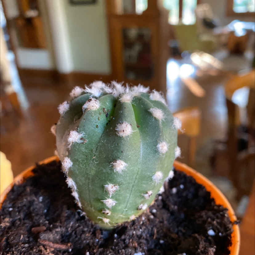 Potted Pleated Cereus cactus with visible soil, well-framed and centered.