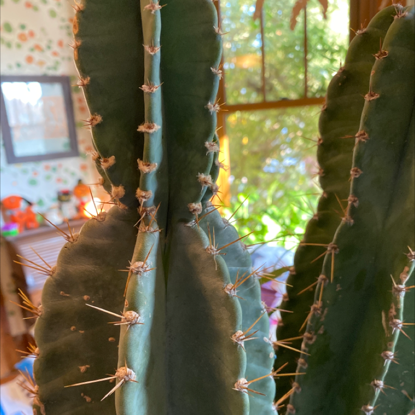 Close-up of a healthy Pleated Cereus cactus with pleated ribs and spines.