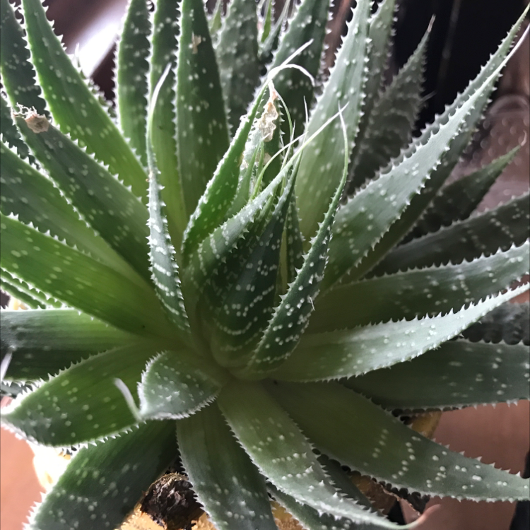 Broad-Leaved Aloe plant with healthy green leaves and visible soil.