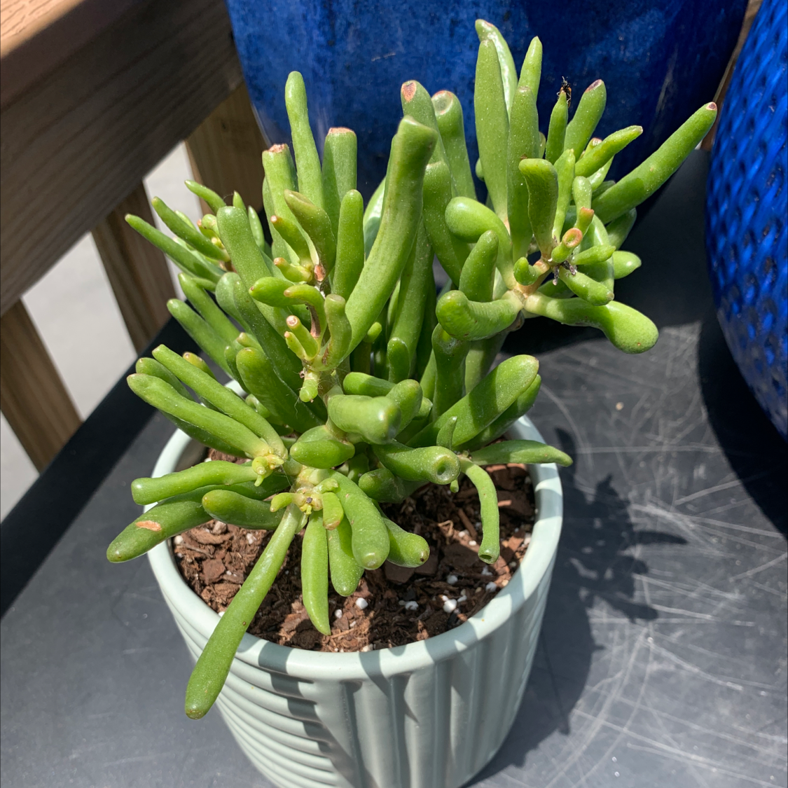 Photo of the plant species Desert pussy paws by @WinEncina named Pussy paws on Greg, the plant care app