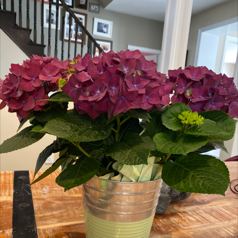 French Hydrangea plant with vibrant purple flowers and healthy green leaves in a pot indoors.