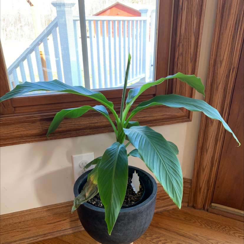 Indoor potted Dwarf Banana plant with large green leaves near a window.