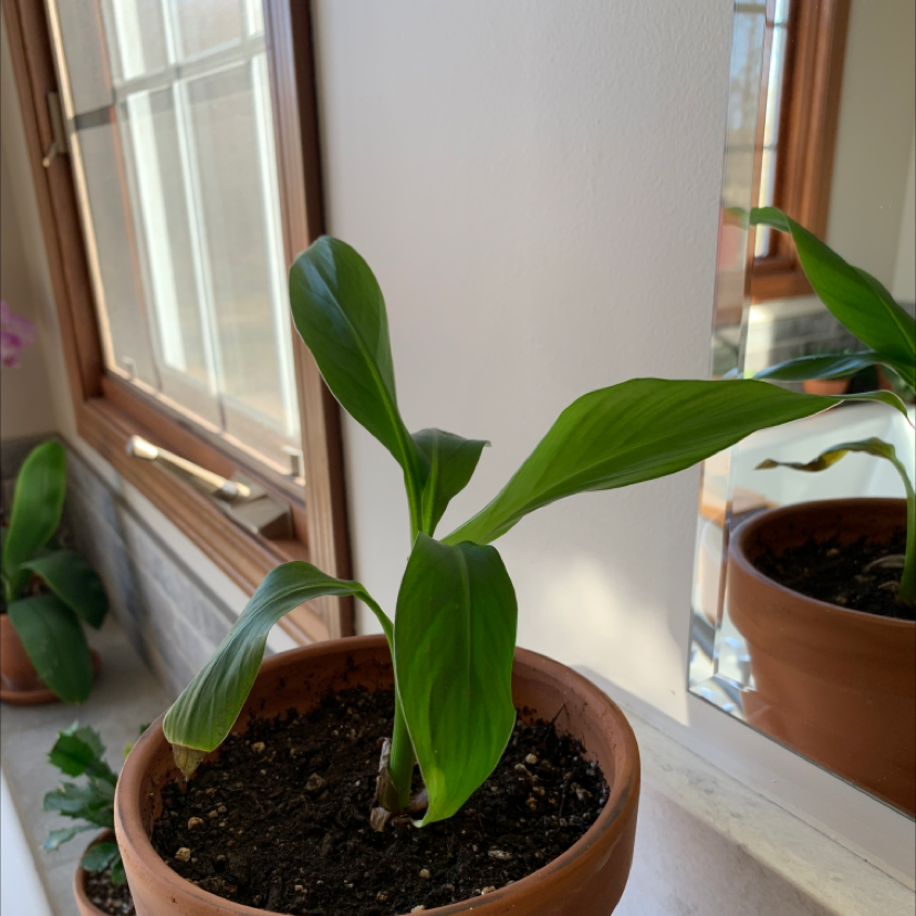 Potted Dwarf Banana plant on a windowsill with healthy green leaves.