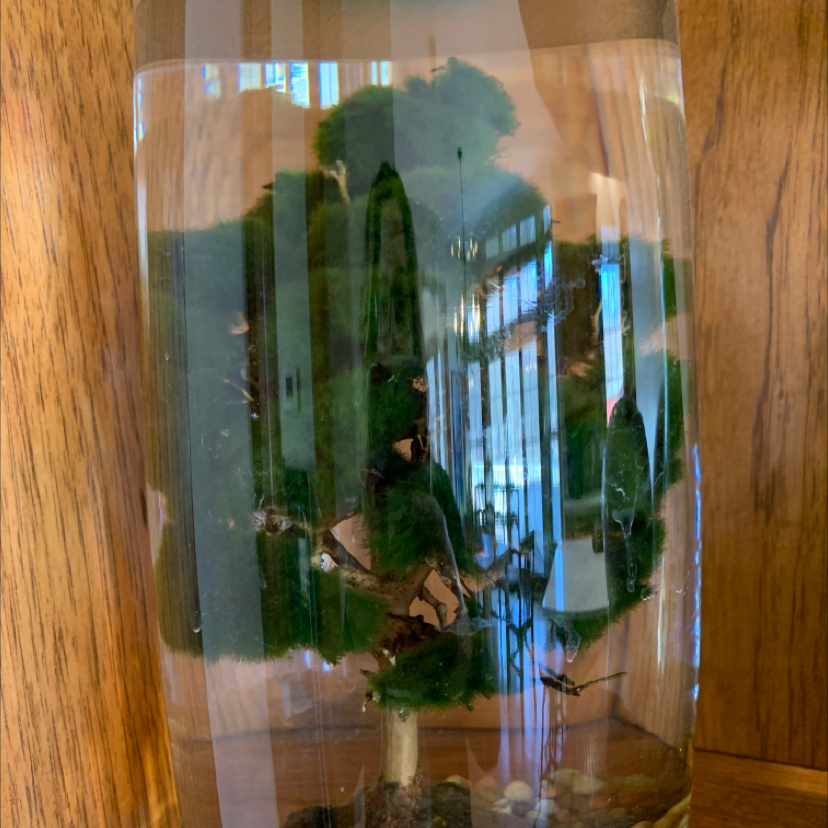 Marimo moss ball submerged in water within a clear container, appearing green and healthy.