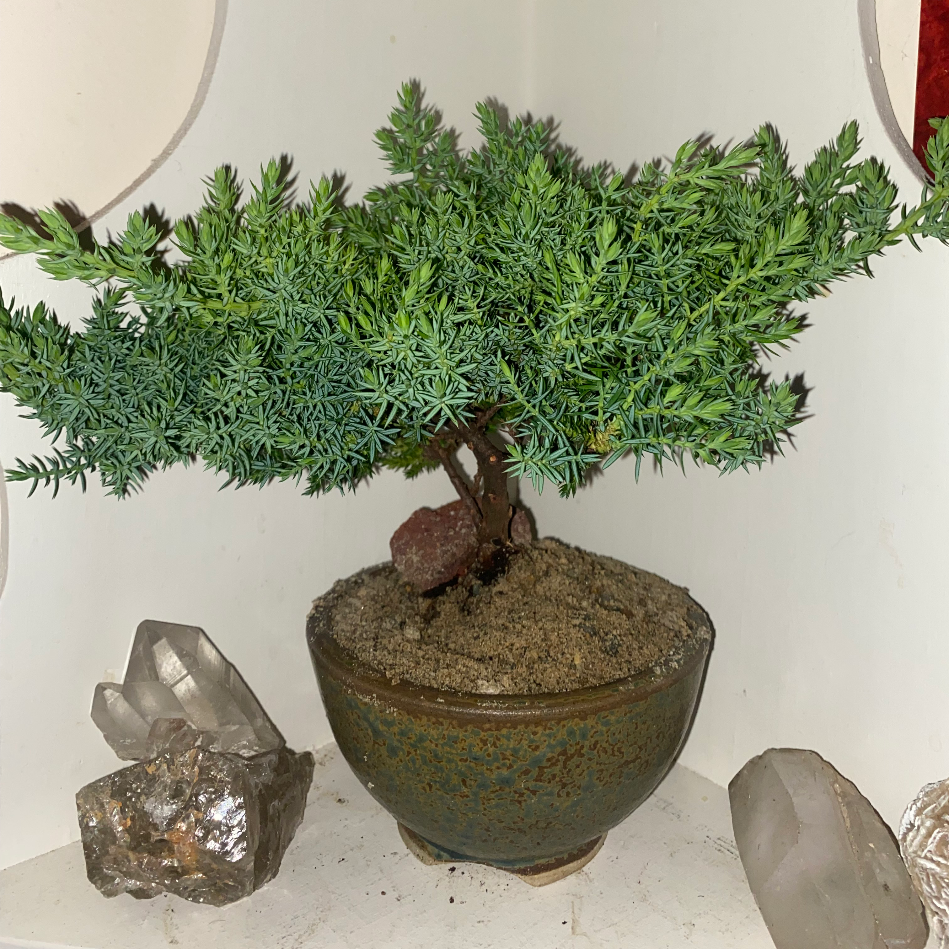 YearRound Light Requirements For My American Common Juniper