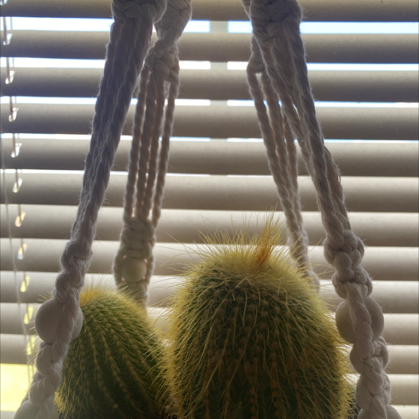 Silver Ball Cactus in a hanging planter with no visible health issues.