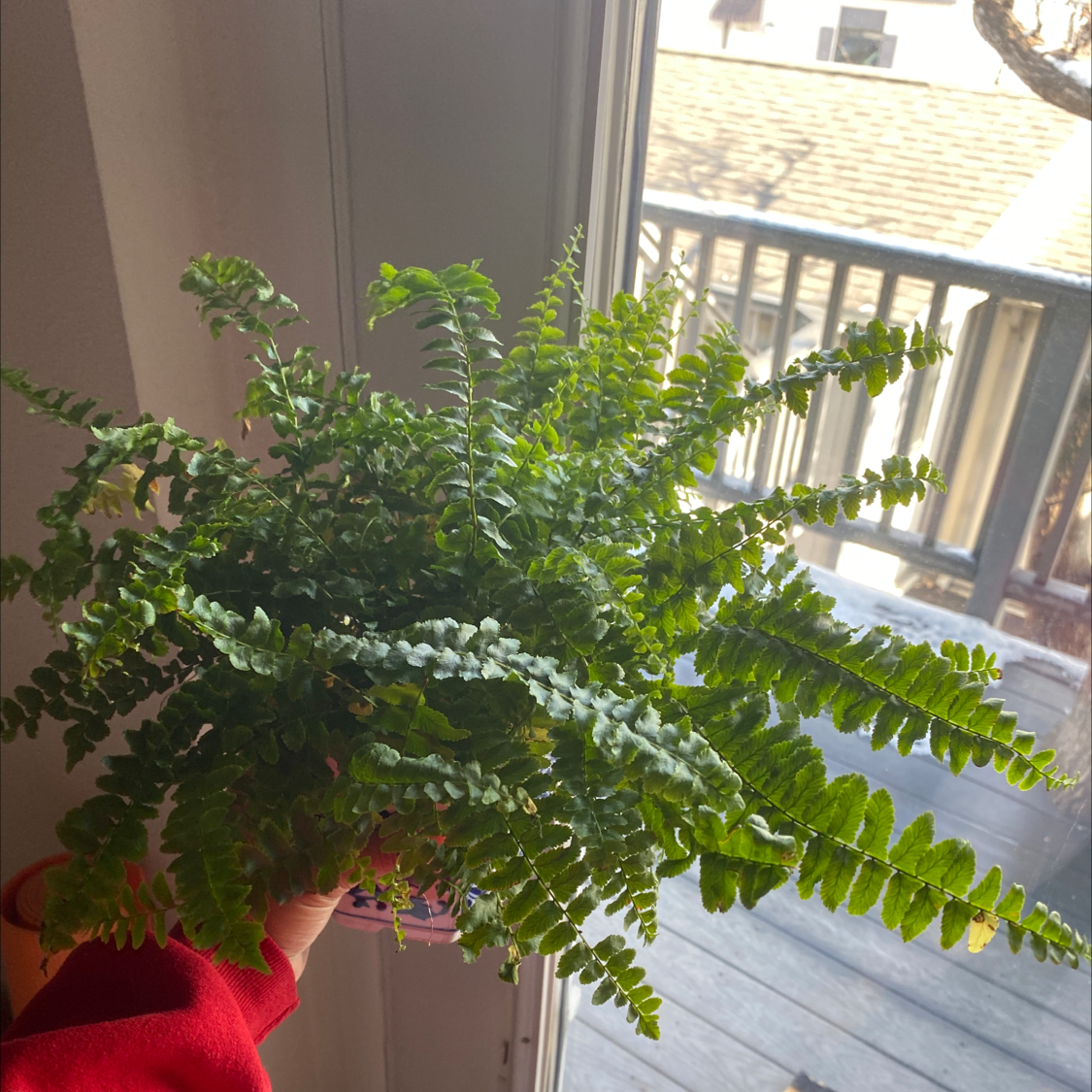 A healthy, lush Erect Sword Fern with bright green fronds reaching upwards, situated indoors near a window.