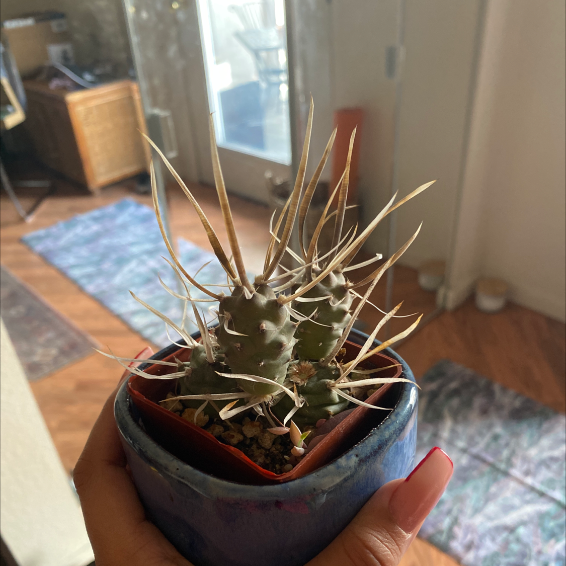 Paper Spine Cactus in a small pot held by a hand indoors.