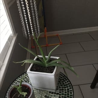Aloe Vera plant in Southaven, Mississippi
