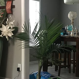 Majesty Palm plant in Southaven, Mississippi