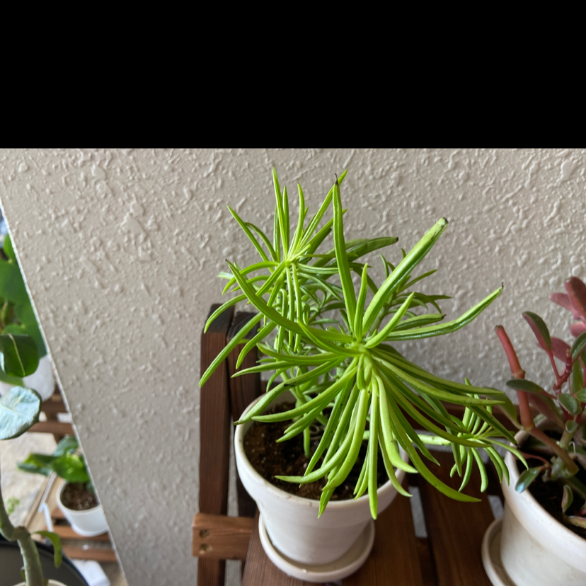 Succulent Bush Senecio in a white pot on a wooden shelf, with vibrant green leaves.