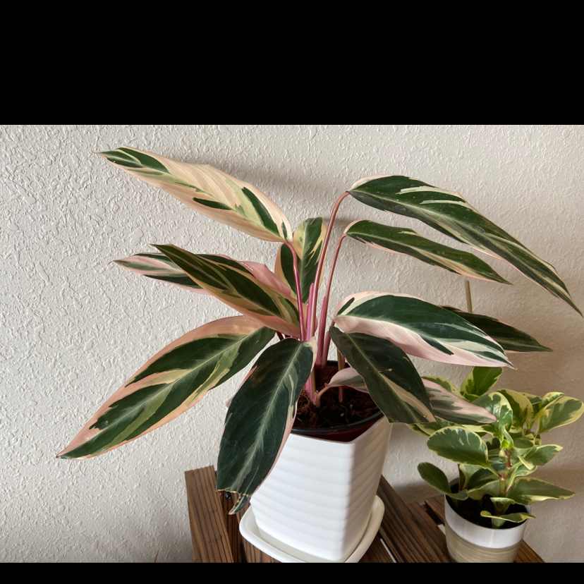Never Never Plant (Ctenanthe oppenheimiana) in a white pot with variegated leaves, another plant in the background.