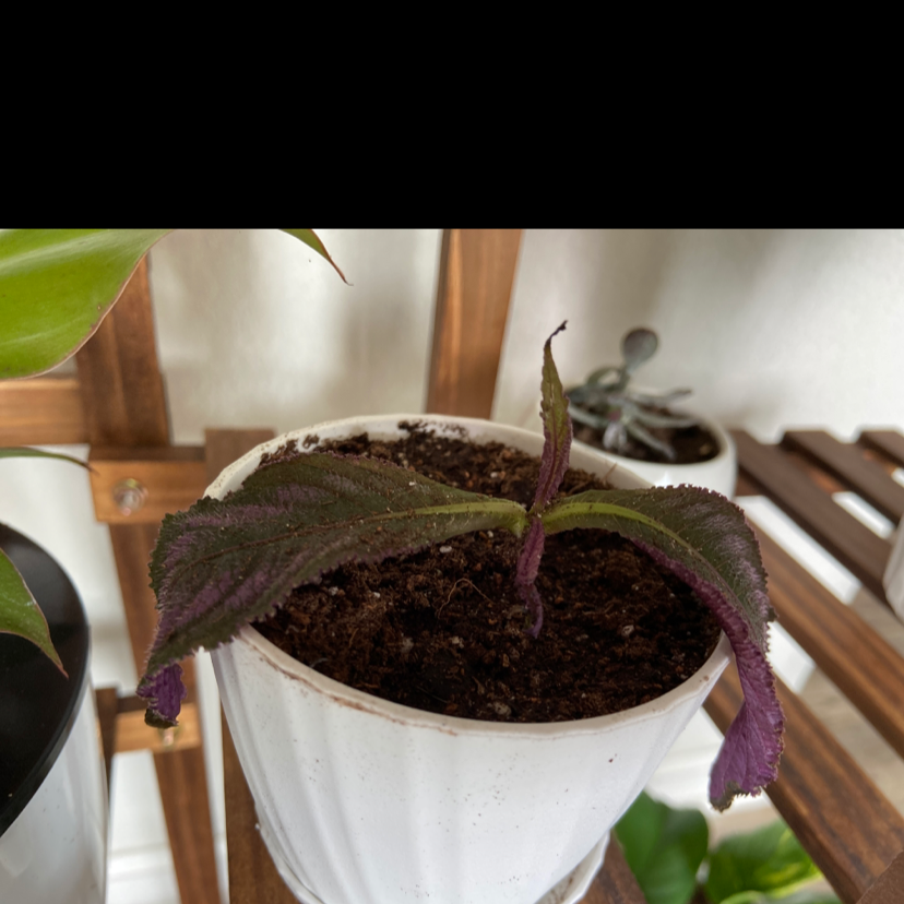 Persian Shield plant in a white pot with visible soil and some leaf browning.