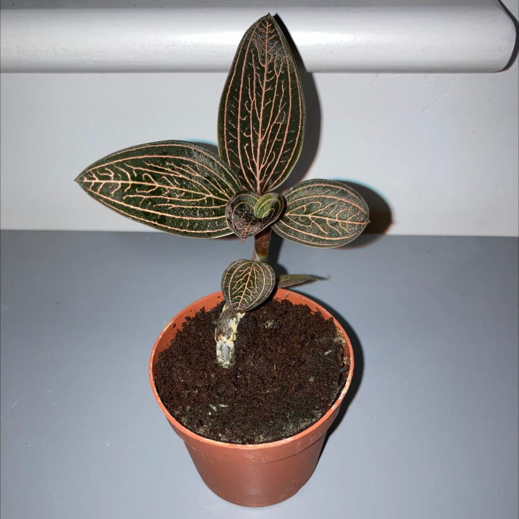 Photo of the plant species Anoectochilus roxburghii 'Spiderman' by @EarthyHautree named Annie on Greg, the plant care app