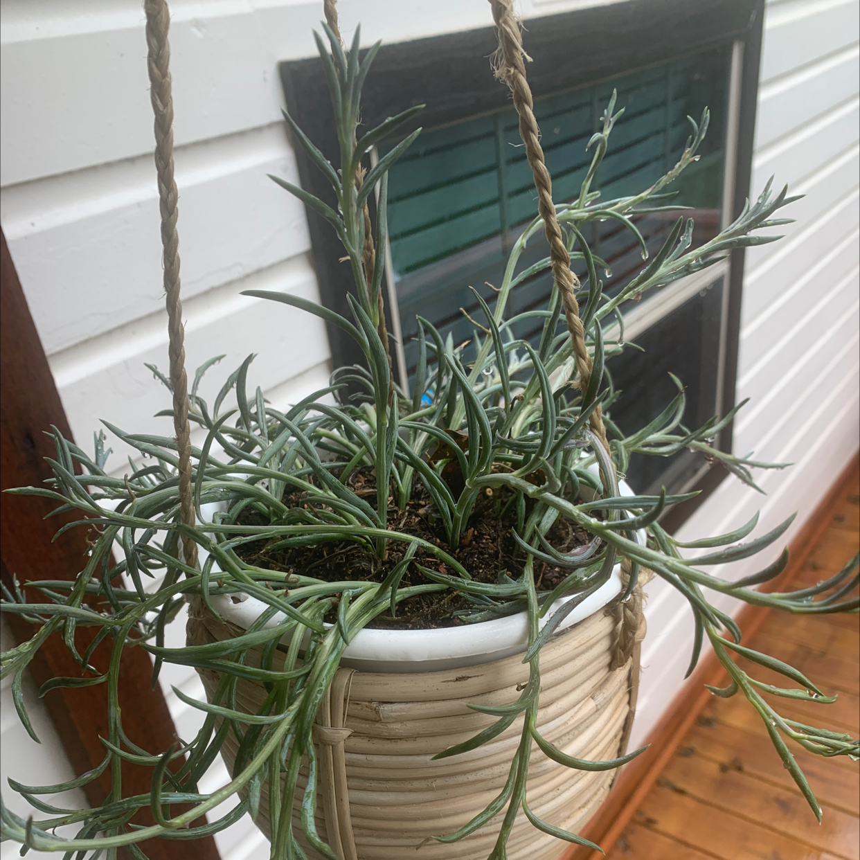 Hanging pot with a healthy Narrow-Leaf Chalk Sticks plant.