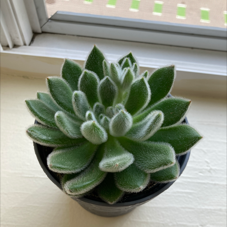 Healthy Plush Plant succulent in a black pot on a windowsill.