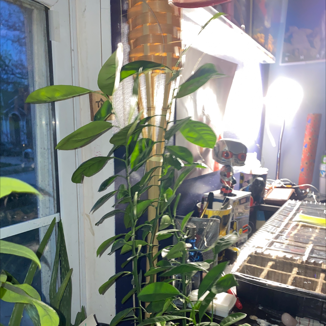 🍊 Why Are My Orange Tree Leaves Droopy?